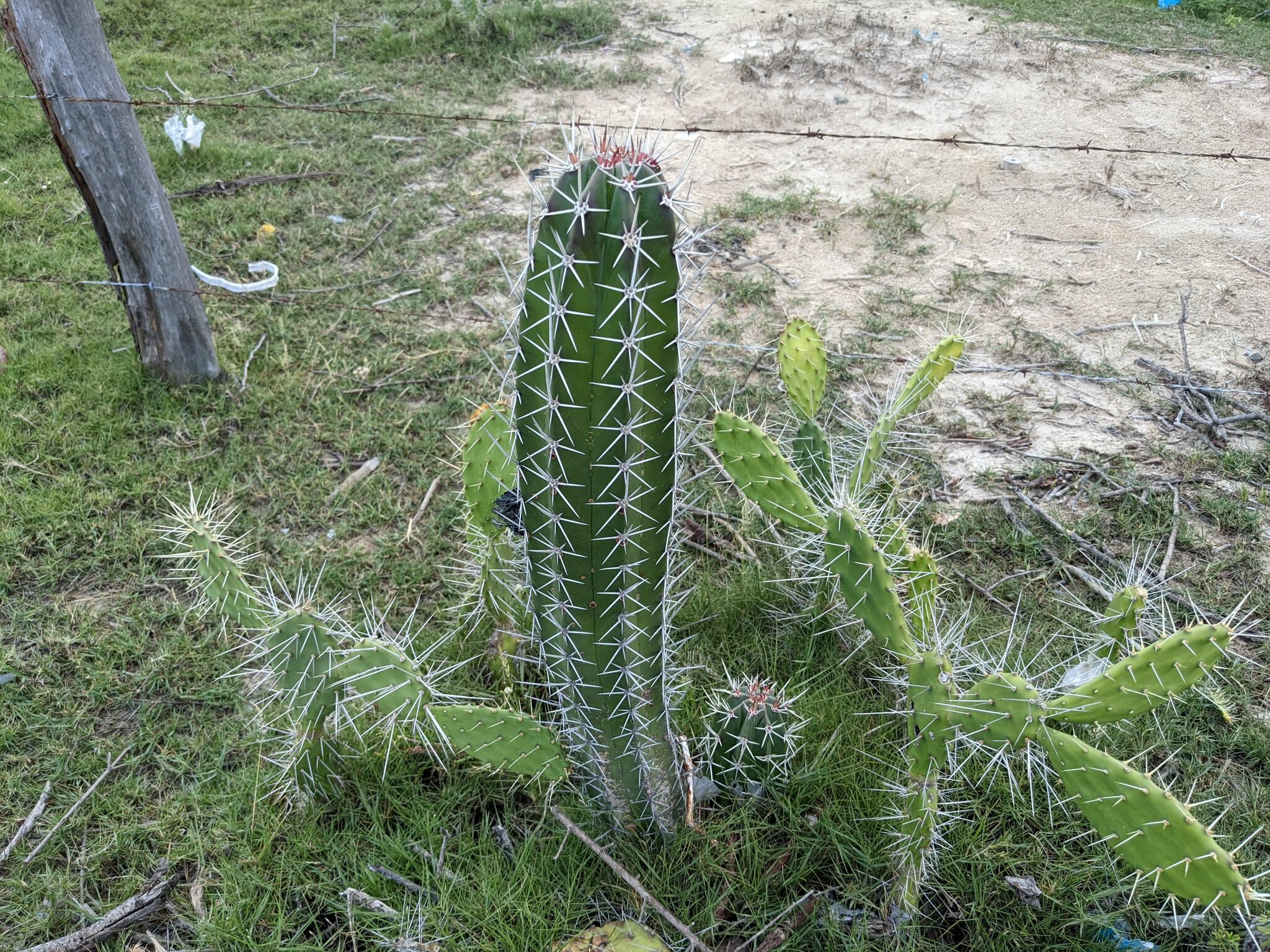Stenocereus griseus 